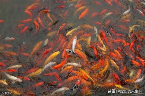 夢見有人送魚|夢見魚